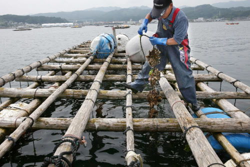 水产养殖业常年低水平徘徊 日本召开会议商讨向企业开放渔业权